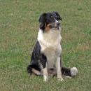 Welpentreff am 7.11. 2010 in Neufarn.